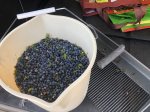 Bluberry picking results